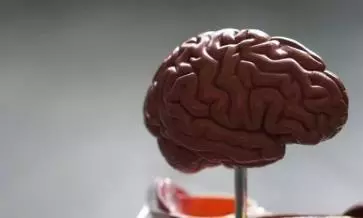 brain