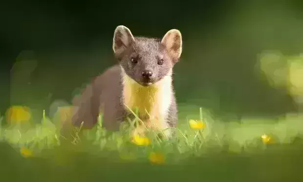 Pine martens Pine martens
