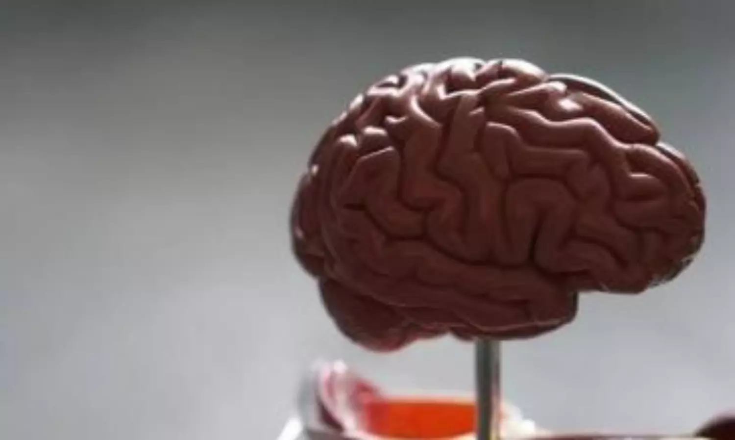 brain