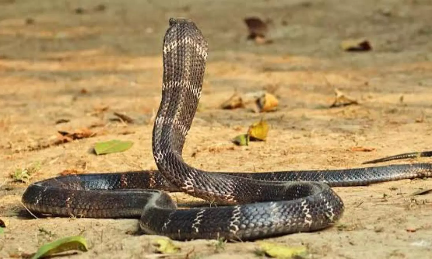 Man stages own death for Rs 37.5 crore insurance claim, uses cobra as murder weapon