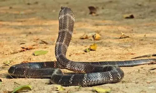 Man stages own death for Rs 37.5 crore insurance claim, uses cobra as murder weapon
