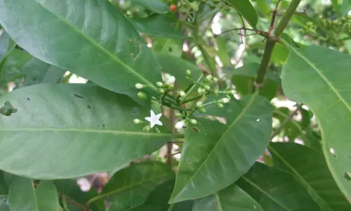 Leaves of plant native to Samoa offer ibuprofen effect: study