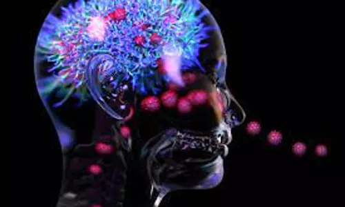 Coronavirus cannot attack human brain cells: Study