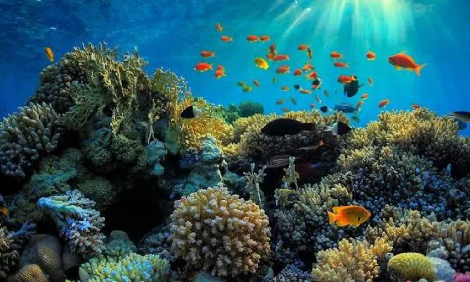 Study finds Great Barrier Reef can survive if warming kept to 1.5 degrees