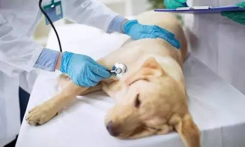SARS-CoV-2 variant detected in dogs and cats with severe myocarditis