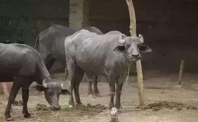 Buffalo allows being milked after police intervention in MP