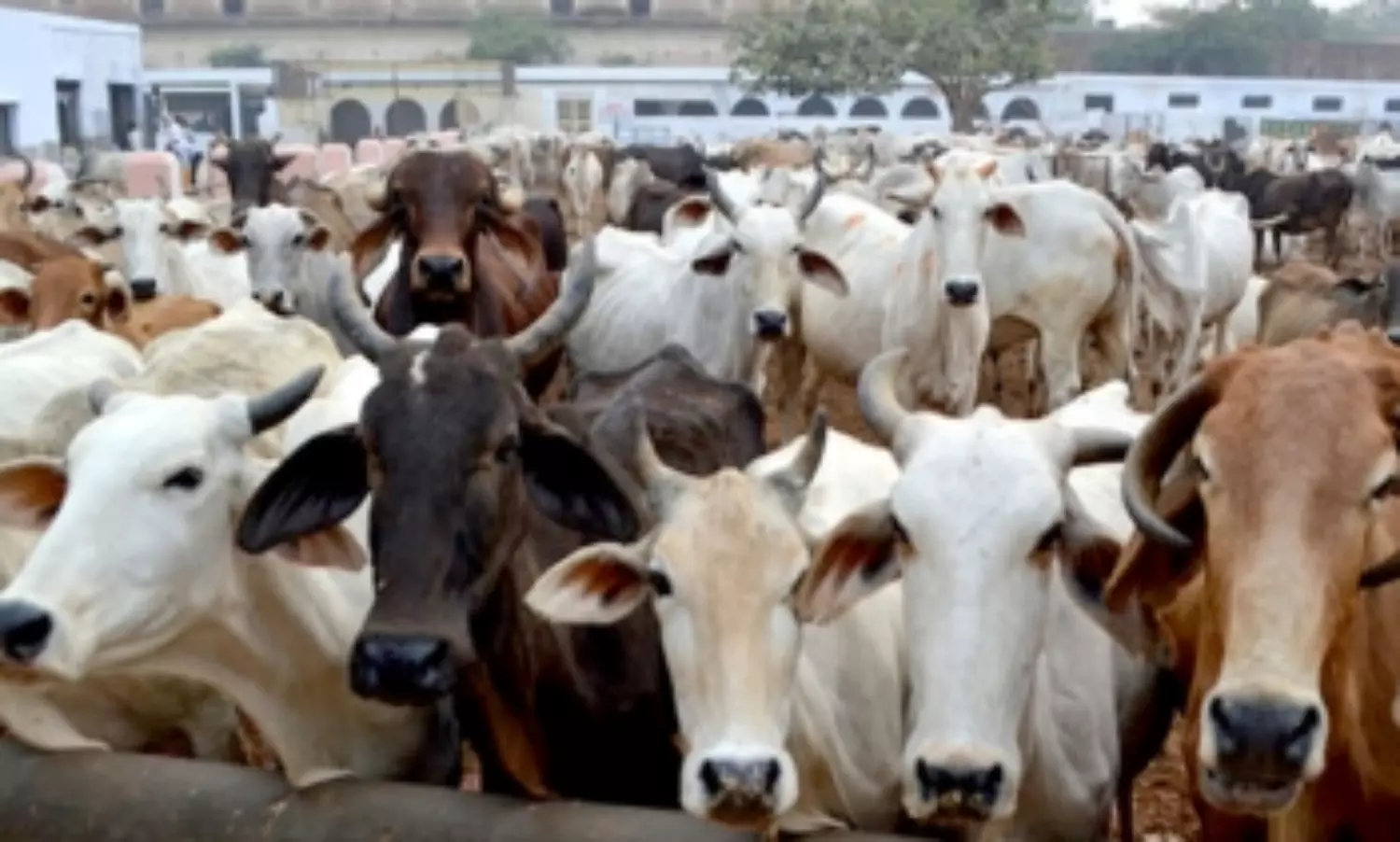 UP cow shelter to play bhajans for the wellbeing and happiness of cows