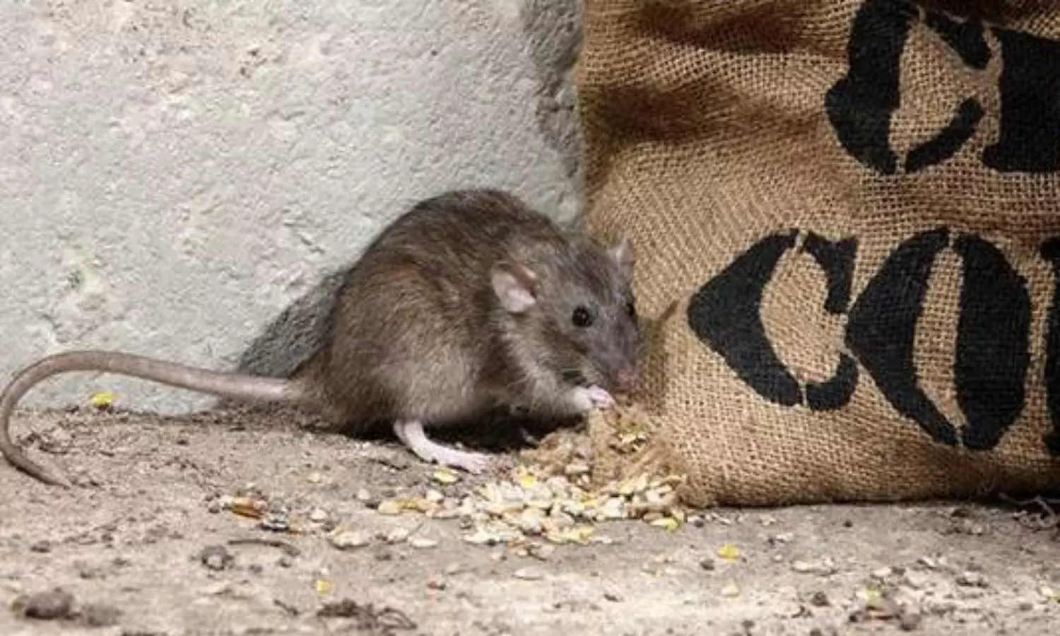 Rodents could be asymptomatic carriers of SARS-like coronaviruses: Study
