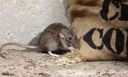 Rodents could be asymptomatic carriers of SARS-like coronaviruses: Study