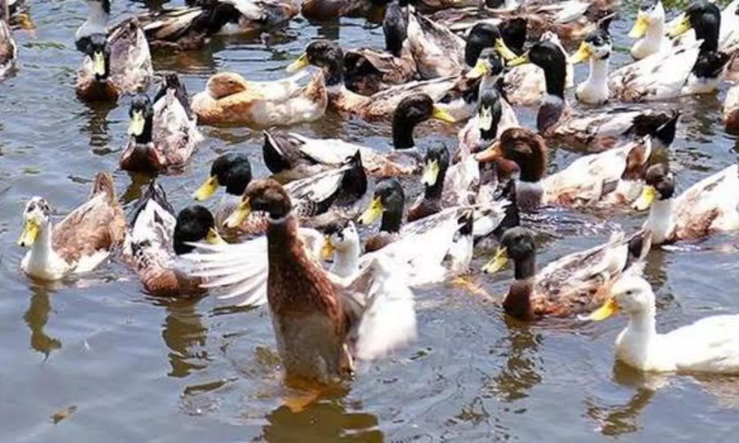 Bird flu outbreak forces cull of 12,000 ducks in Keralas Alappuzha