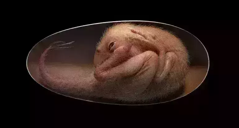 Scientists discover perfectly preserved dinosaur embryo inside fossilised egg