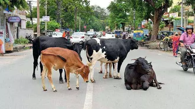 Menace by stray cattle forces locals to drive 100s of cows into civic bodys compound in MP