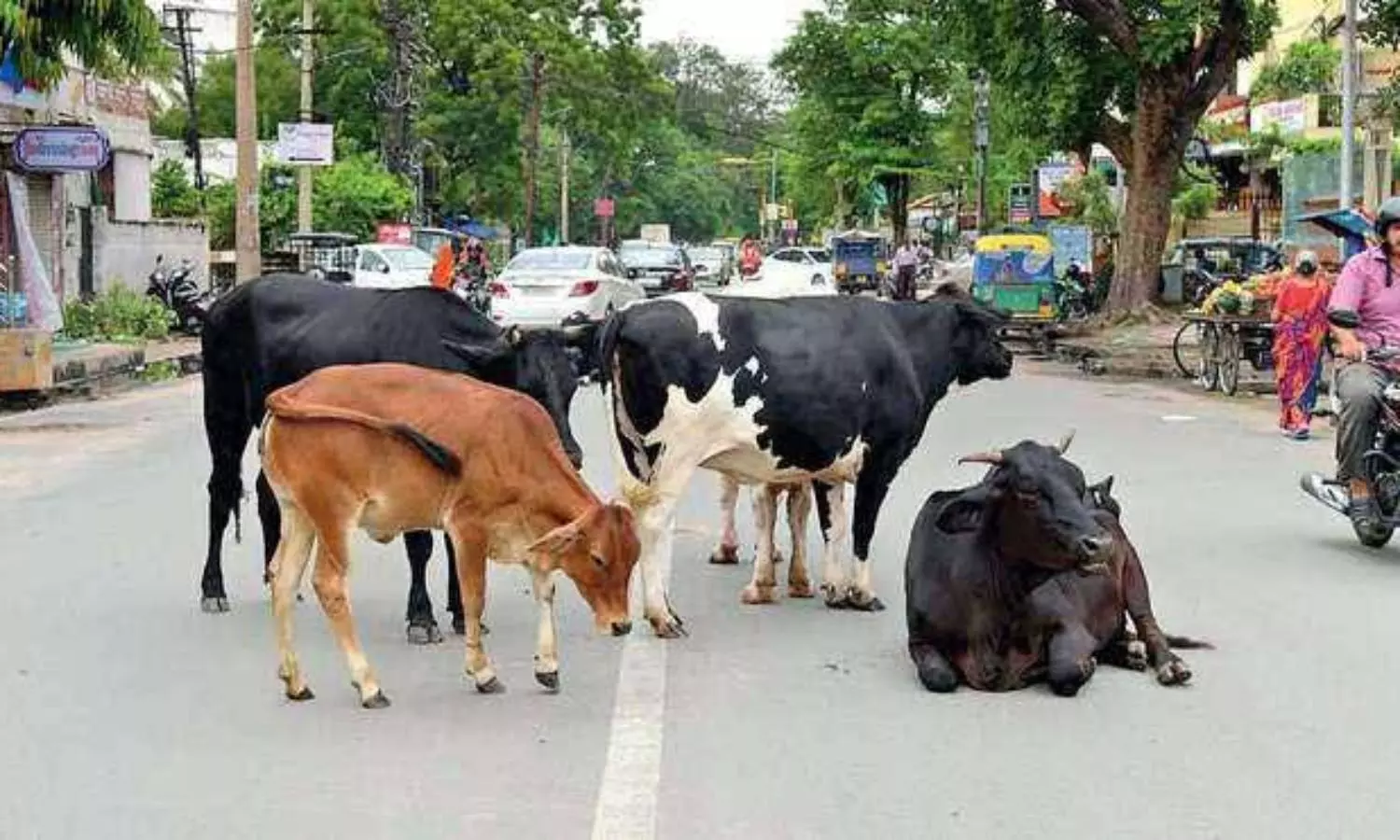 Menace by stray cattle forces locals to drive 100s of cows into civic bodys compound in MP