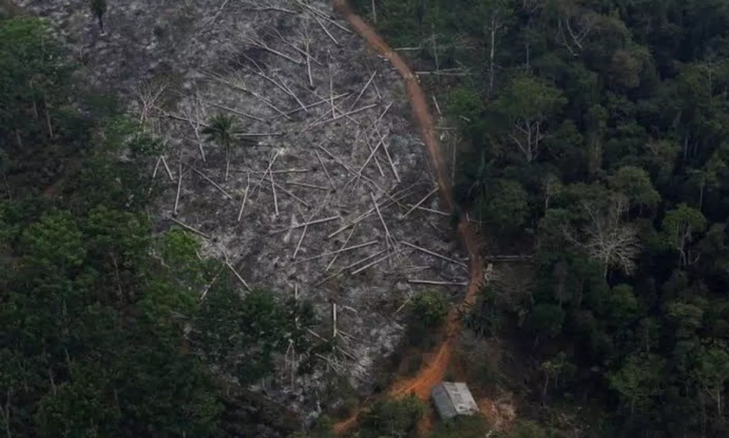 Deforestation in Brazilian Amazon hits record high in January