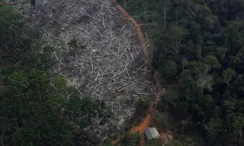 Deforestation in Brazilian Amazon hits record high in January