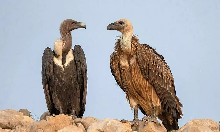 Tripura with project to breed endangered vultures