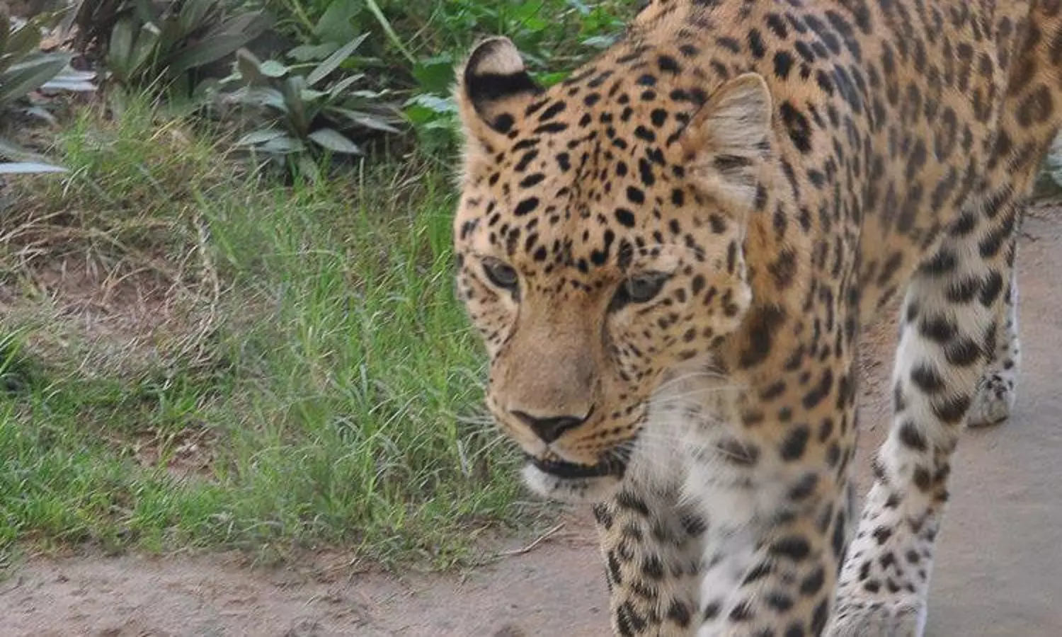 Saudi declares Feb 10 Arabain Leopard Day