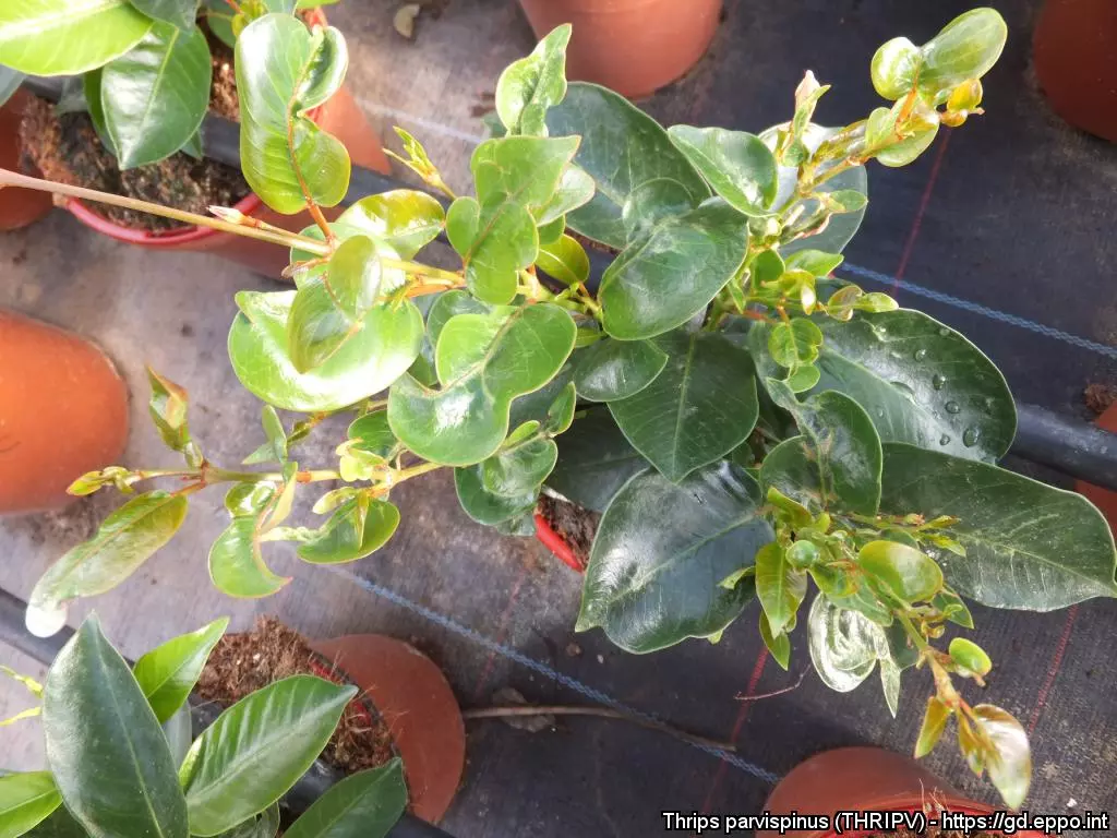 Dreadful insect spreads across farm lands, scientists doubt climate change Dreadful insect spreads across farm lands, scientists doubt climate change