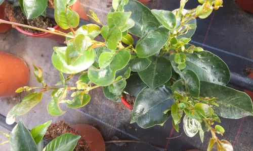 Dreadful insect spreads across farm lands, scientists doubt climate change