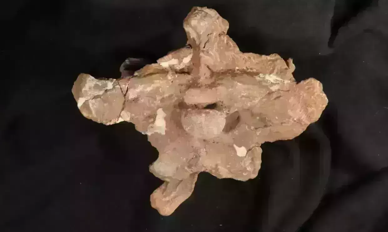 Scientists discover 70 million-year-old fossil of dinosaur with puny arms, hard head