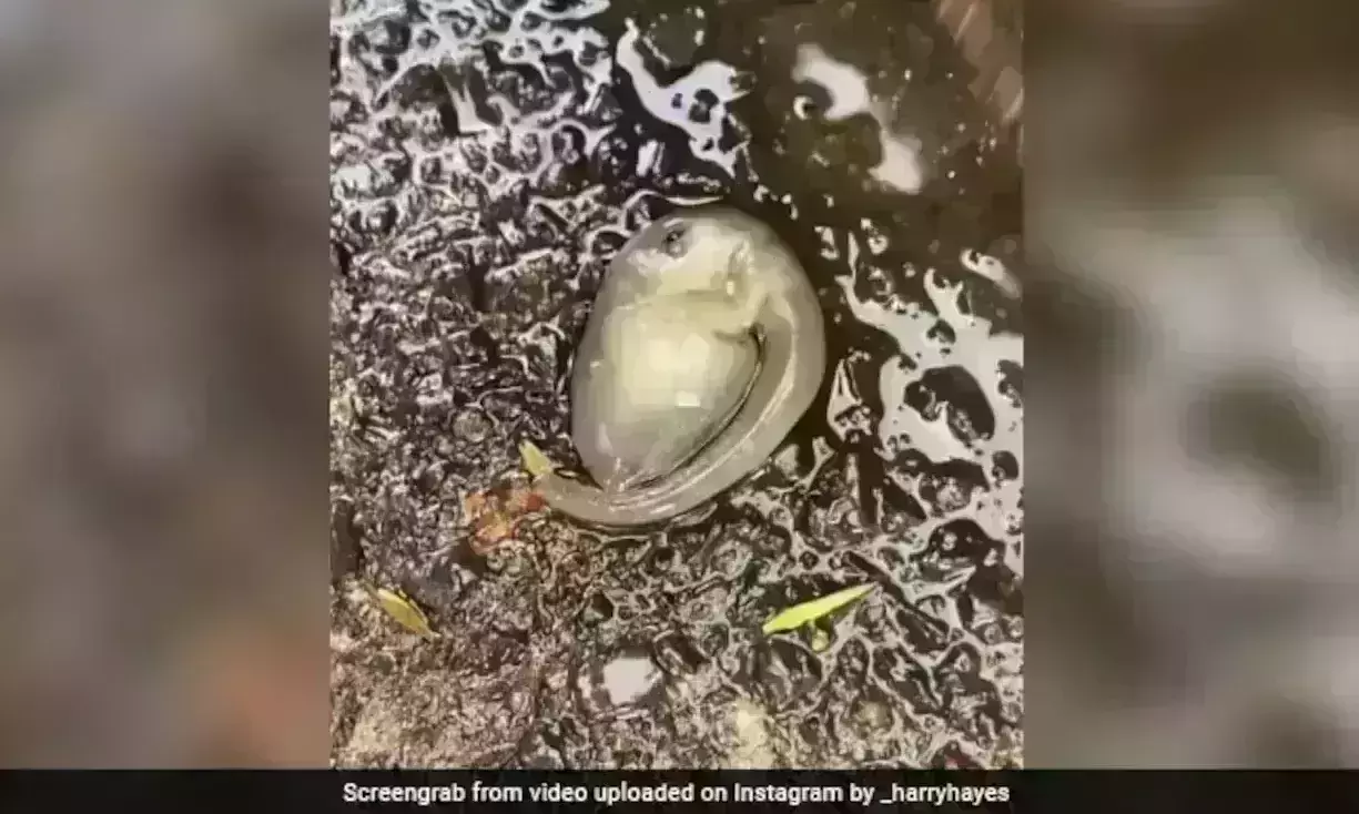 Unidentified tiny creature goes viral on social media