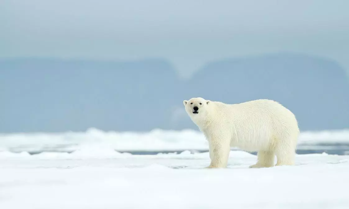 India releases new policy to enhance cooperation in the Arctic India releases new policy to enhance cooperation in the Arctic