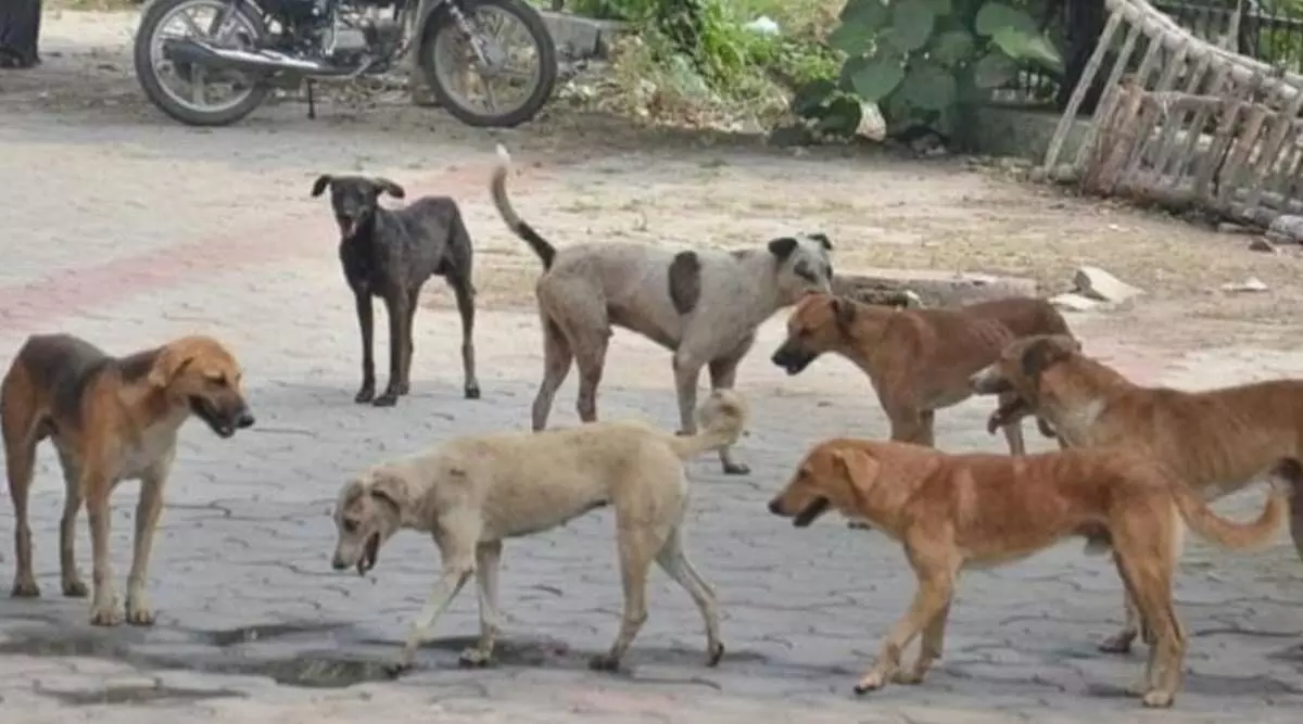 Village authorities order mass killings of dogs in Talangana, over 100 poisoned