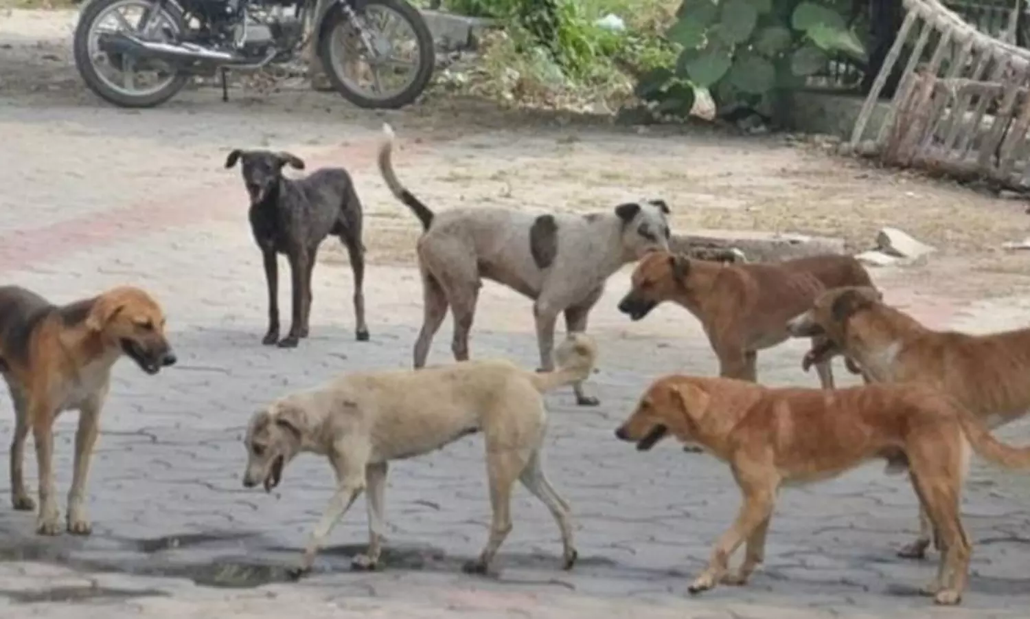 Village authorities order mass killings of dogs in Talangana, over 100 poisoned