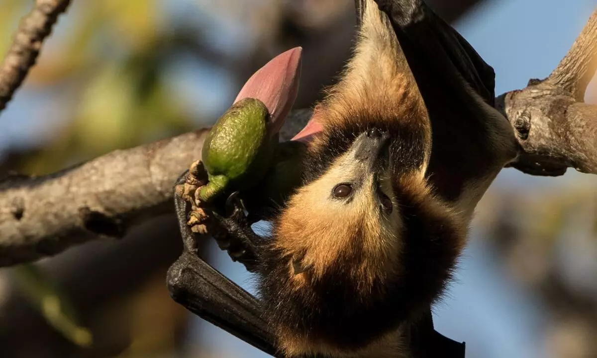 Bats captured from South India had IgG antibodies against Nipah