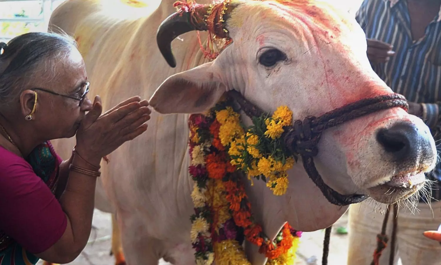Cow dung fires behind covid-time black fungus epidemic in India: study