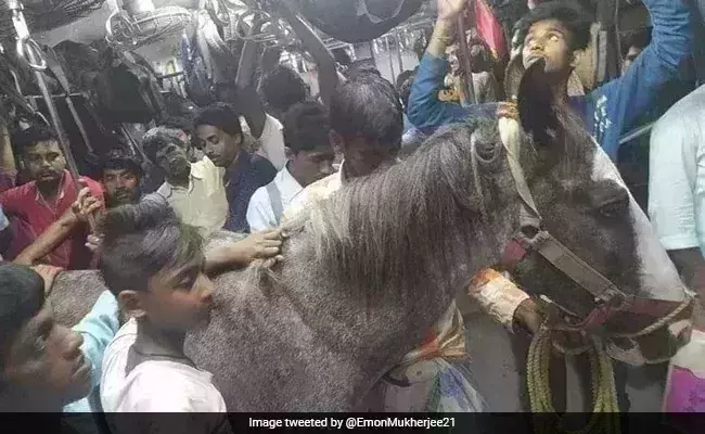 Photos of a horse travelling in a train go viral, owner arrested in Bengal