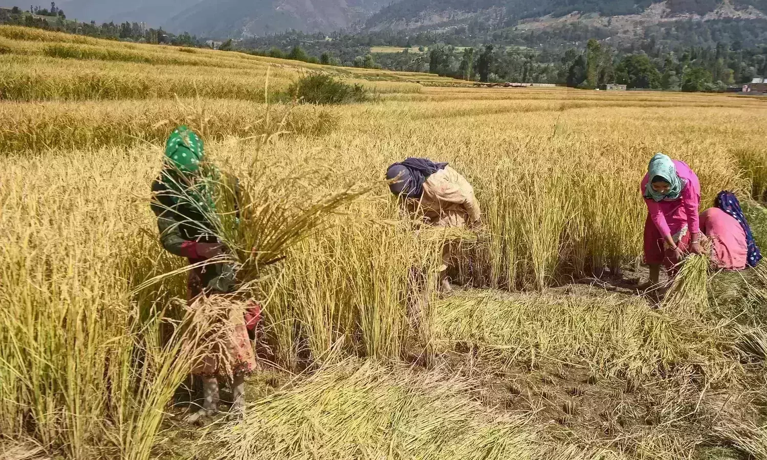 Repealing farm laws was a setback for farmers: Niti Aayog member