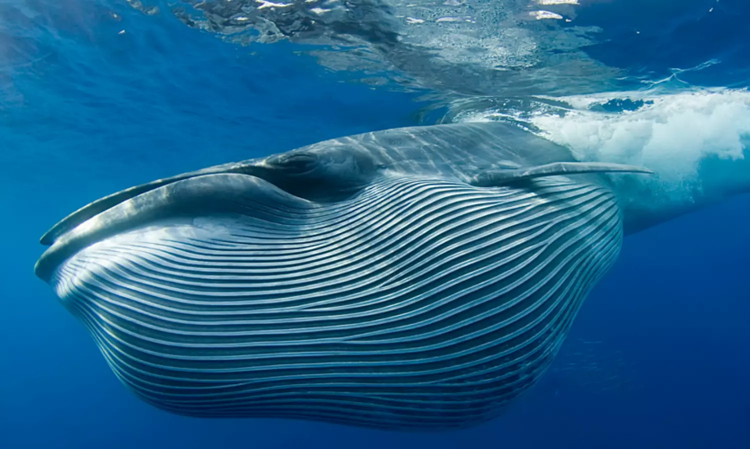 5 rare whales get sighted near Red Sea shores of Saudi