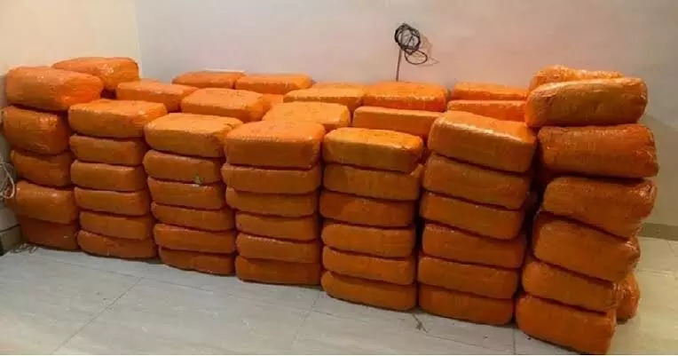 1,170 kg of marijuana worth Rs 2.33 crore seized by DRI in Andhra Pradesh
