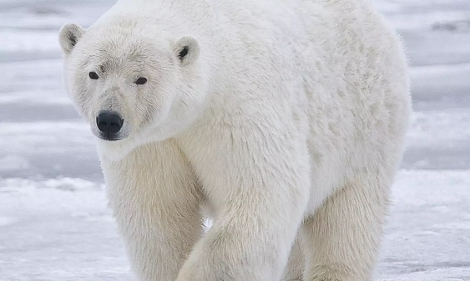 British filmmaker exposes the challenging world polar bears face