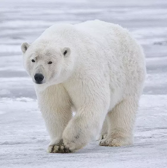 British filmmaker exposes the challenging world polar bears face