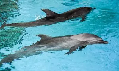 Russia employs trained dolphins to man its naval fleets