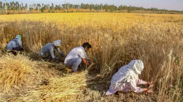 MP wheat farmers turn to private mandis as demand peaks internationally MP wheat farmers turn to private mandis as demand peaks internationally