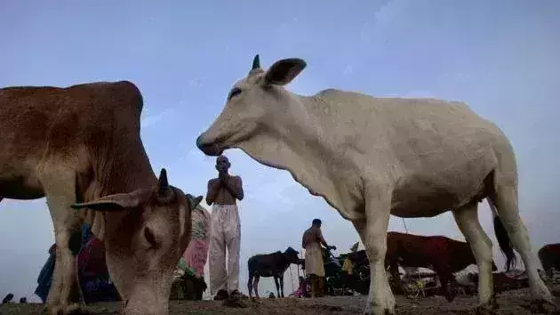 Two tribals lynched in Madhya Pradesh on suspicion of cow smuggling
