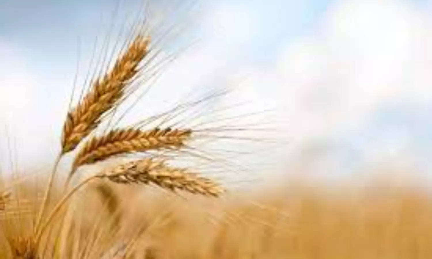 Indian wheat export increases, Government expresses happiness