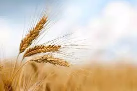 Indian wheat export increases, Government expresses happiness Indian wheat export increases, Government expresses happiness