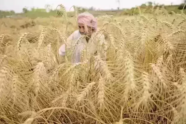 Wheat flour prices hit a record high as production falls in India Wheat flour prices hit a record high as production falls in India