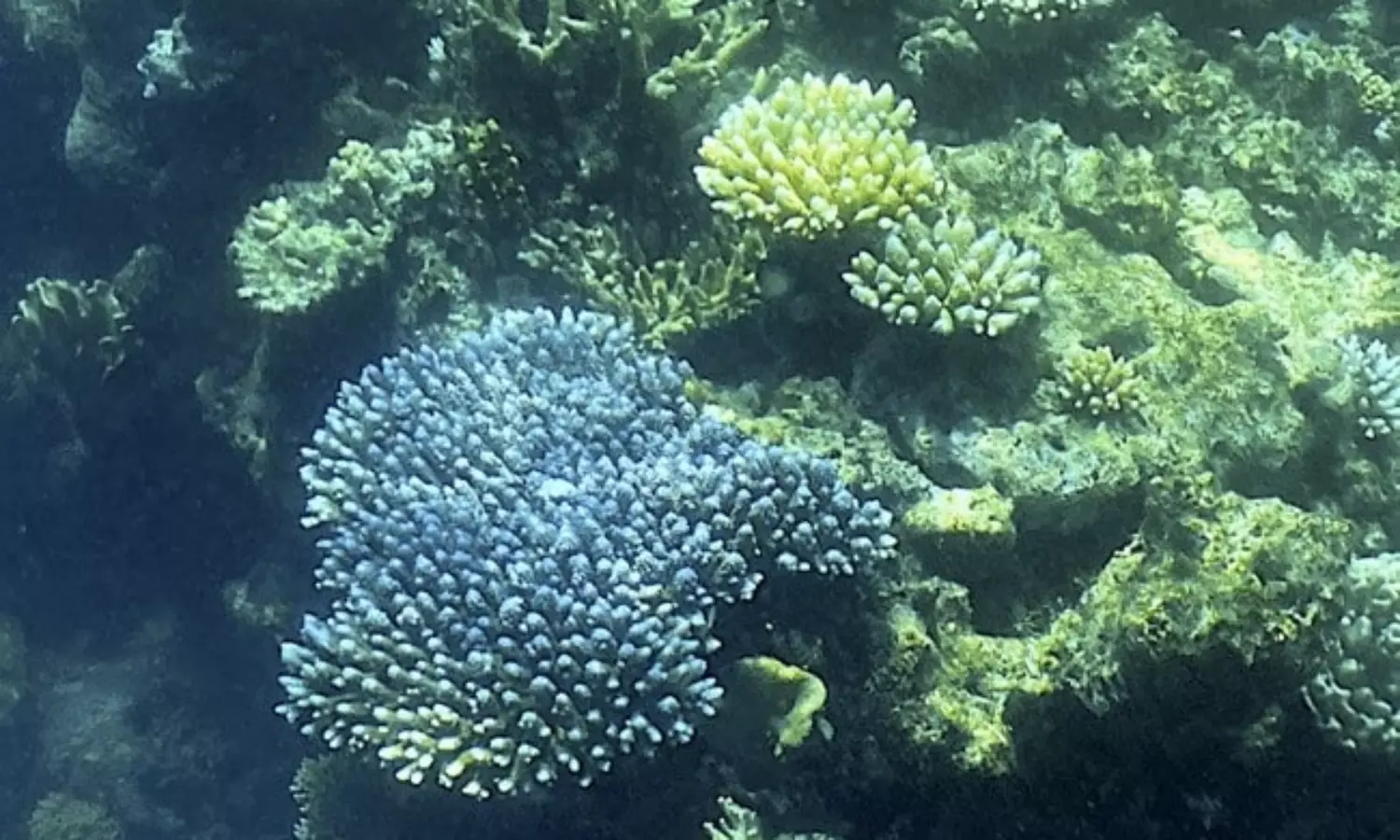 Heatwave in Australia: Great Barrier Reef Suffers Coral Bleaching