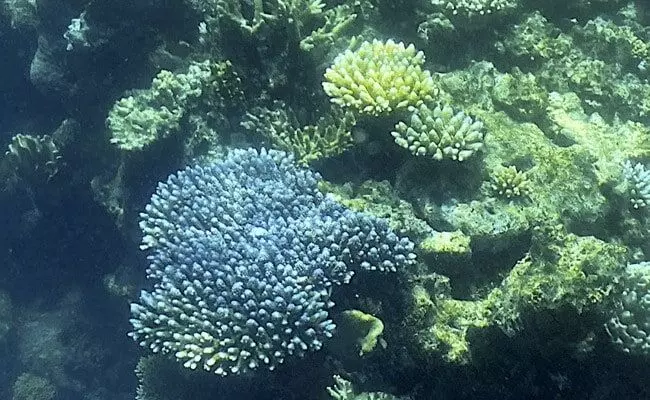 Heatwave in Australia: Great Barrier Reef Suffers Coral Bleaching