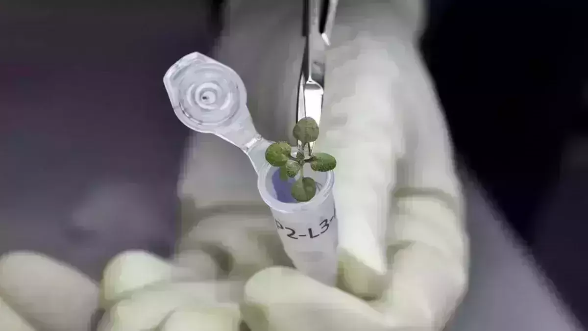 Plants can grow on Moon, a study proves the wild idea possible