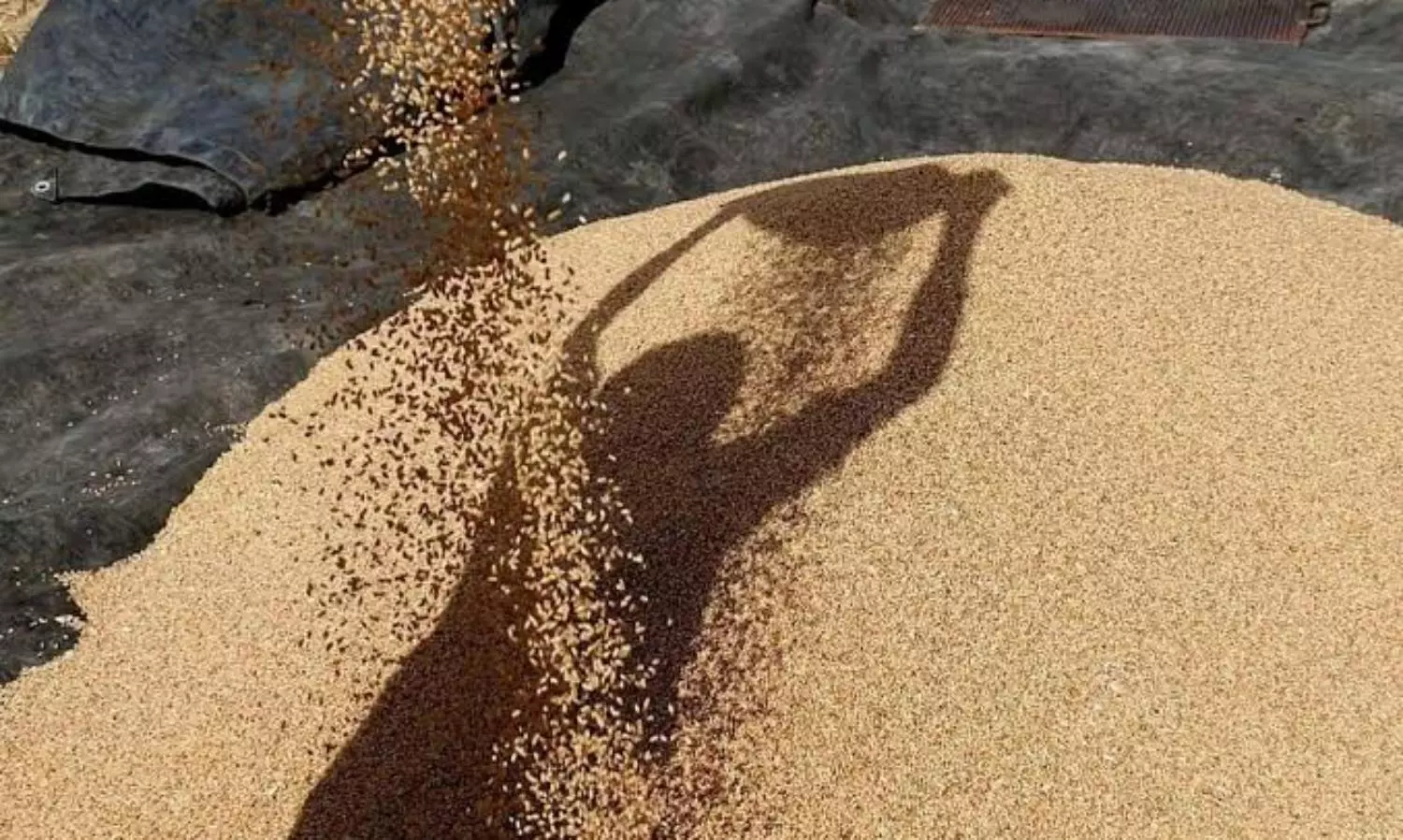 India bans wheat exports to curb surging inflation, ensure domestic supply