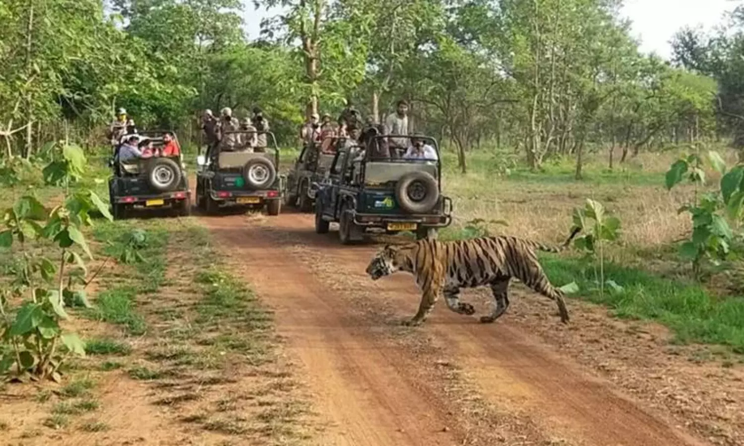 3 cops killed amid unbridled poaching in MP