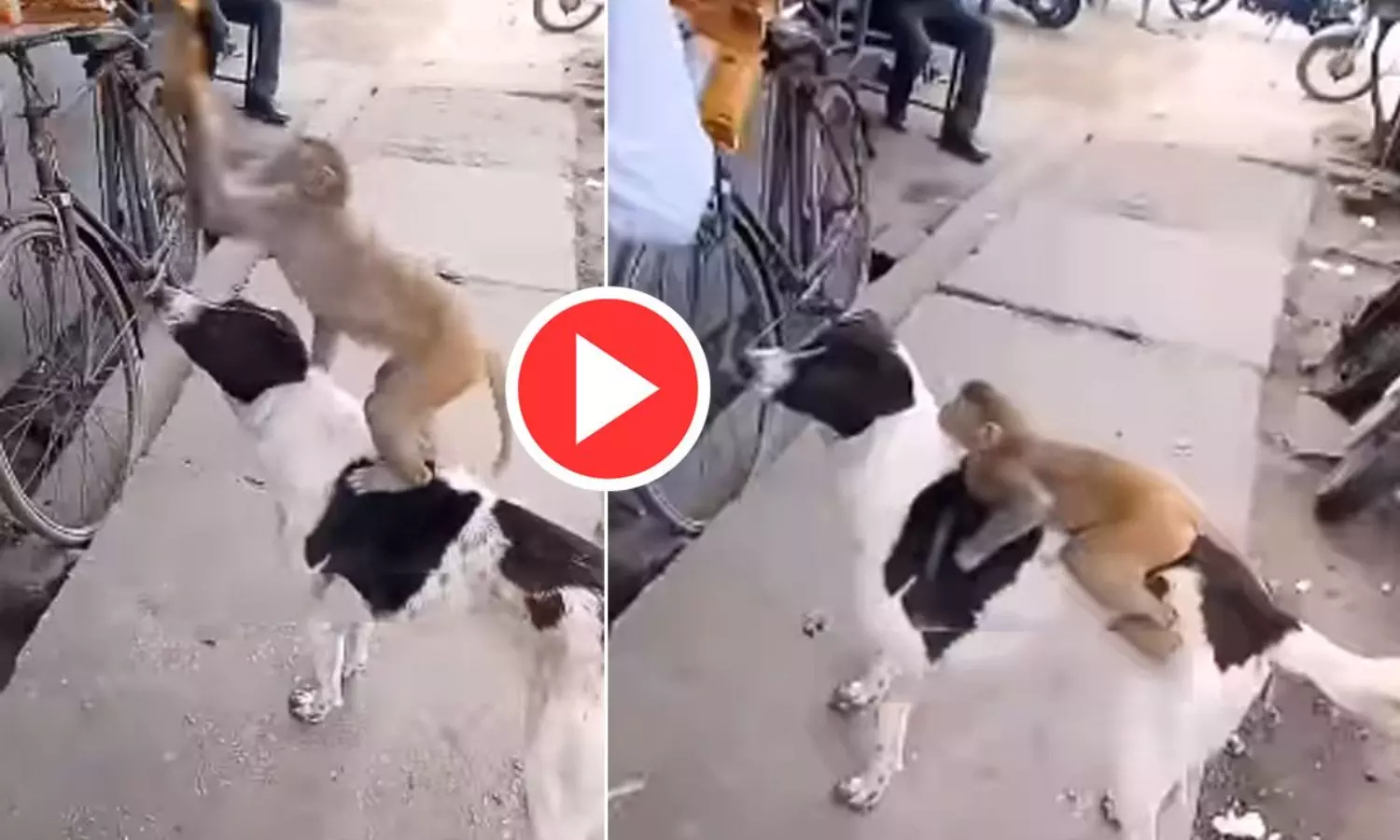 Dog and monkey team up to steal chips, Video goes viral