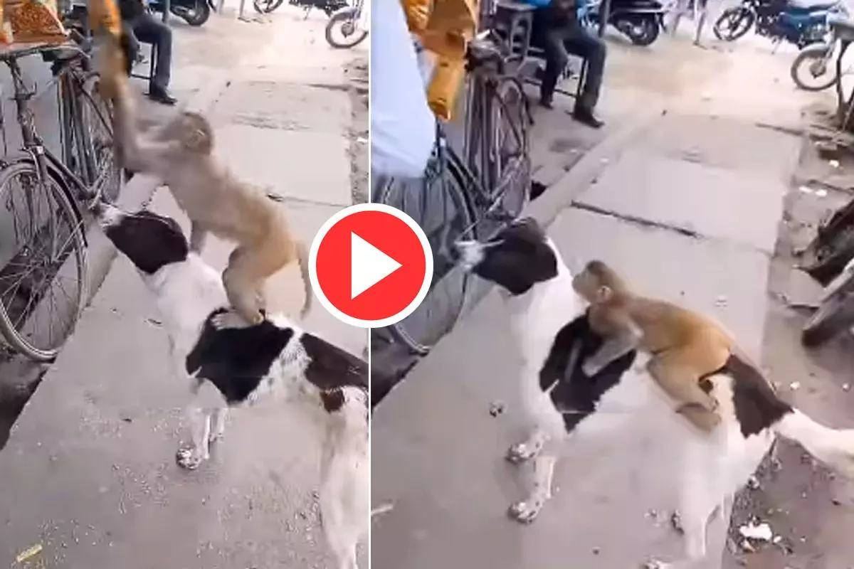 Dog and monkey team up to steal chips, Video goes viral Dog and monkey team up to steal chips, Video goes viral