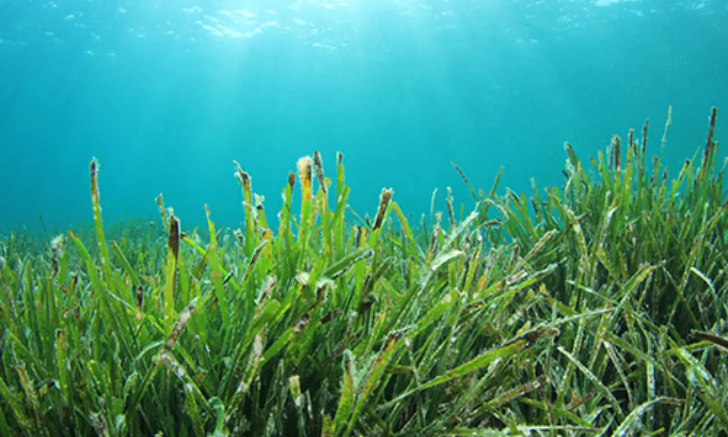 Mountains of sugar found in the seabed, Crucial to storing carbon: experts